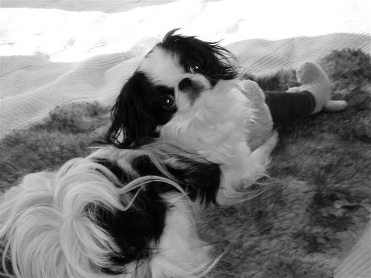 Japanese Spike billede 1