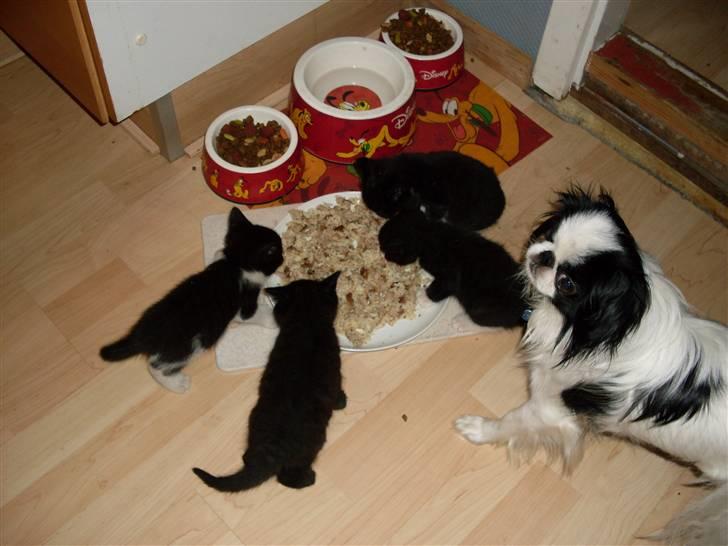 Japanese Spike - Hjælp mig!! Killingerne tager alt min mad! billede 18