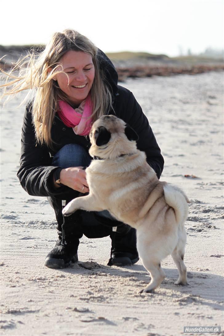 Mops Basse - Foto: CNN amatørfotograf billede 1