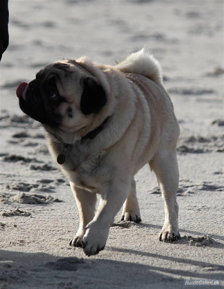 Mops Basse - Foto: CNN amatørfotograf billede 2