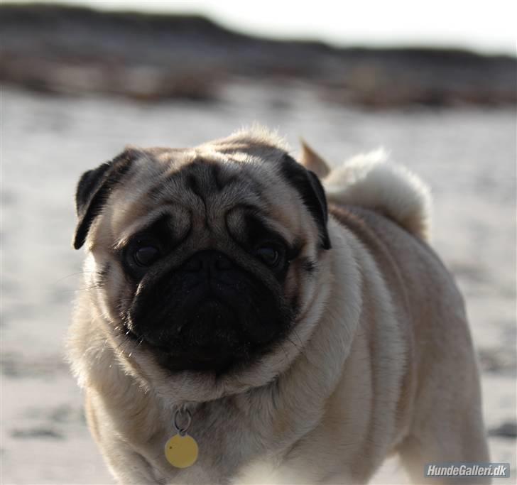 Mops Basse - Foto: CNN amatørfotograf billede 3