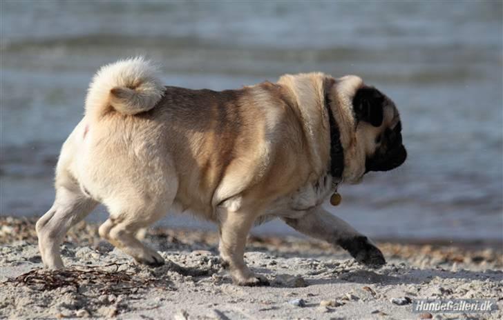 Mops Basse - Foto: CNN amatørfotograf billede 4