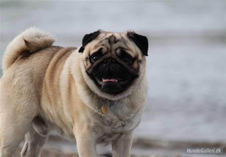 Mops Basse - Foto: CNN amatørfotograf billede 6