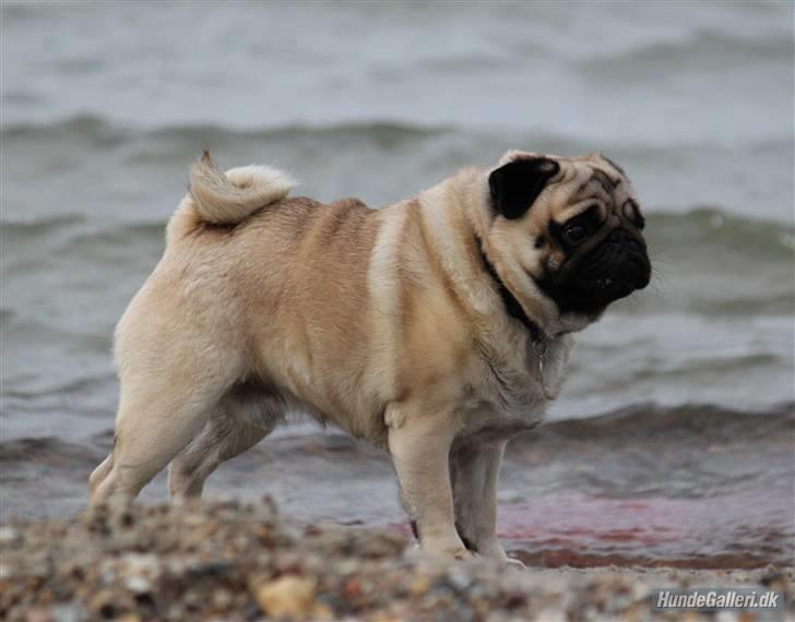 Mops Basse - Foto: CNN amatørfotograf billede 7