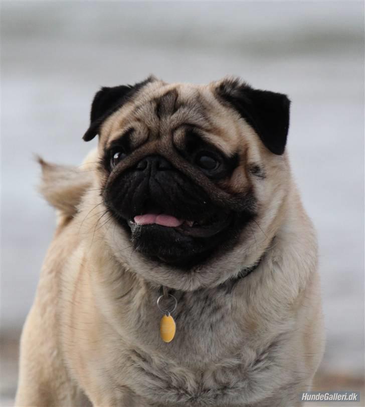 Mops Basse - Foto: CNN amatørfotograf billede 8