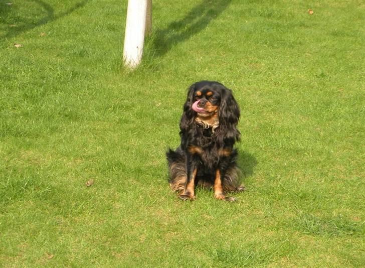 Cavalier king charles spaniel - Chilli - 3 år - "Der er nok ingen der ser jeg liige snupser en bussemand.." "ADR CHILLS!!" xD billede 2