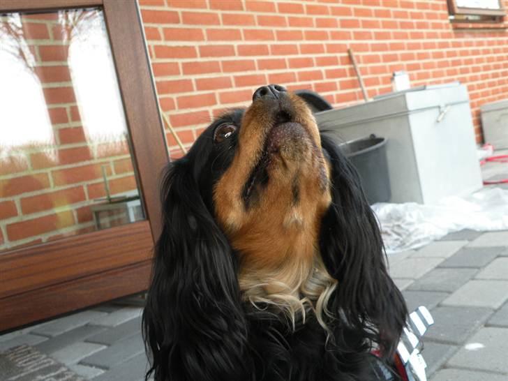 Cavalier king charles spaniel - Chilli - 3 år - Naaam, en grise-klov.. c: billede 4