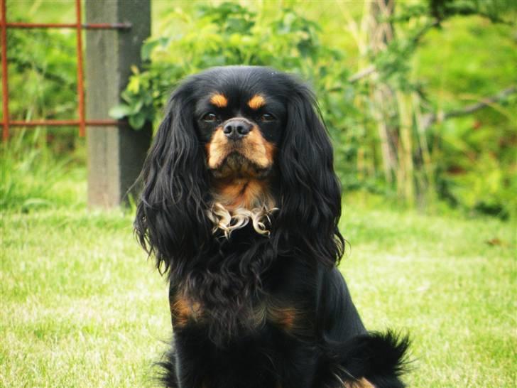 Cavalier king charles spaniel - Chilli - 3 år - Hva´ er der?? xD billede 5
