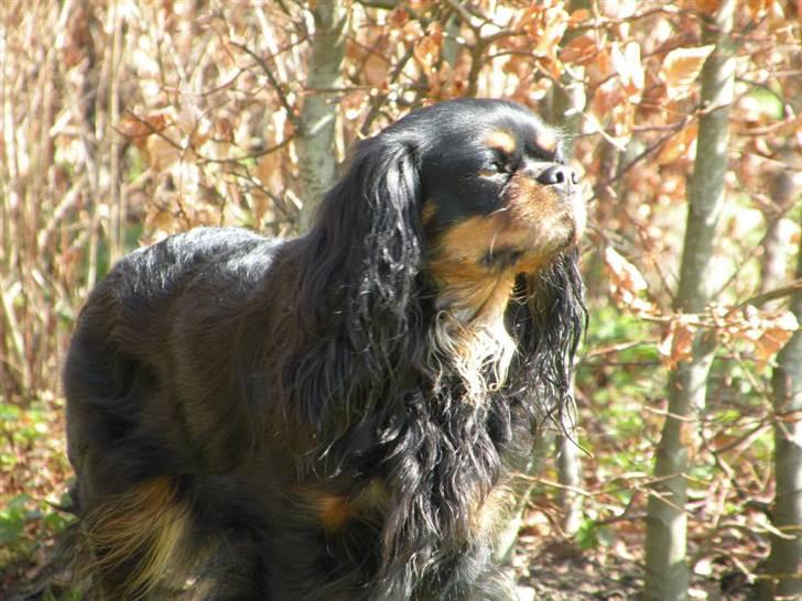 Cavalier king charles spaniel - Chilli - 3 år - ILoveYou!<3 billede 6