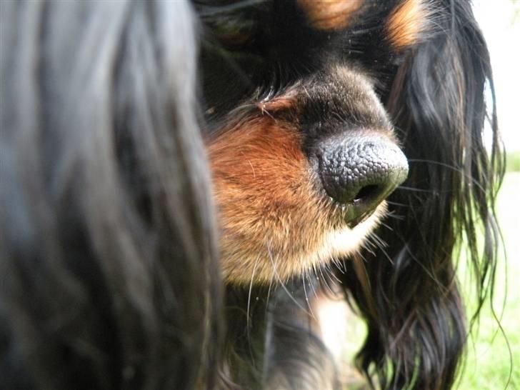 Cavalier king charles spaniel - Chilli - 3 år - My cutie little nosie!! xD billede 7