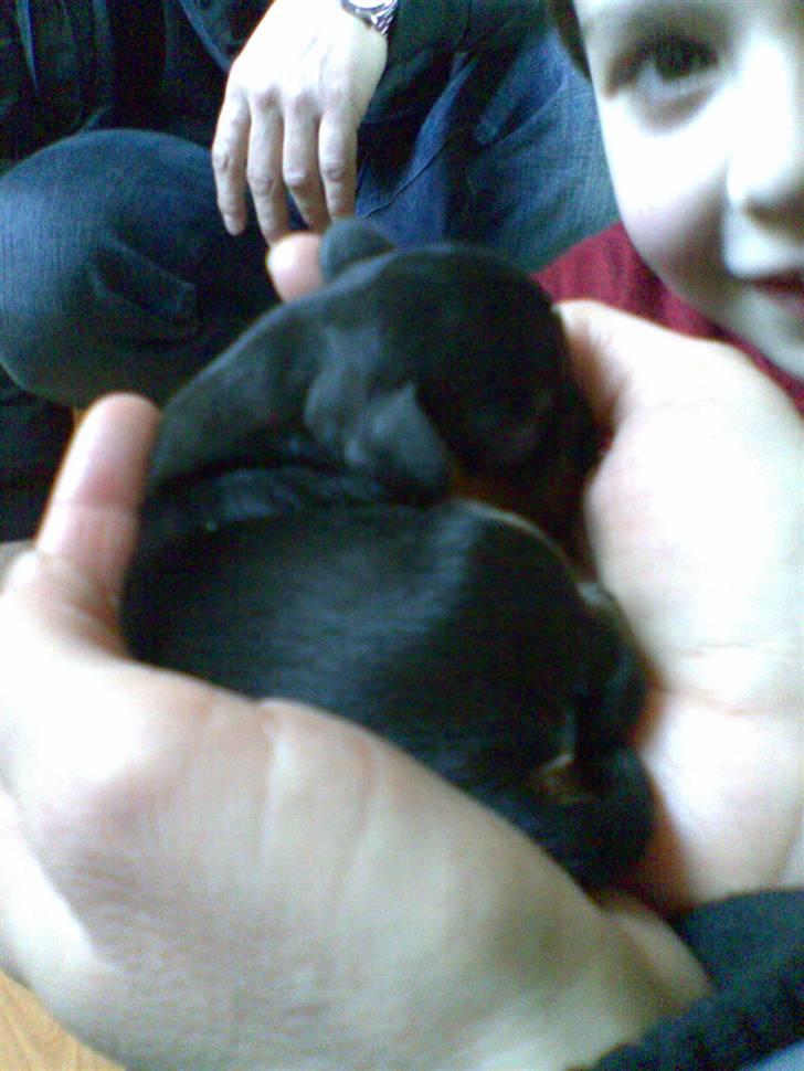 Cavalier king charles spaniel - Chilli - 3 år - 1. gang vi så Chilli billede 8