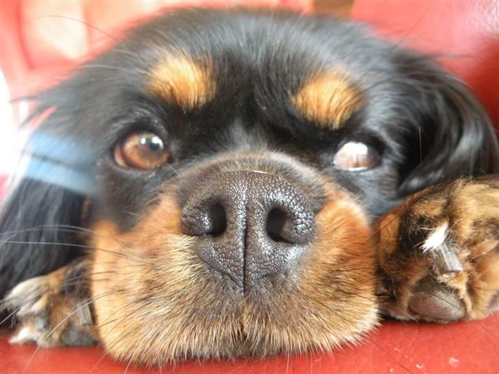 Cavalier king charles spaniel - Chilli - 3 år - "Nej gider ikk´ ha´ tag´t billeder nu!!" :D billede 9