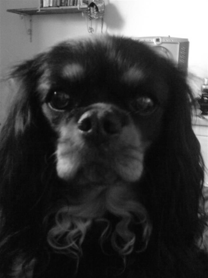 Cavalier king charles spaniel - Chilli - 3 år - Hva´ sku´ jeg dog gør´ uden diig?! <3 billede 10