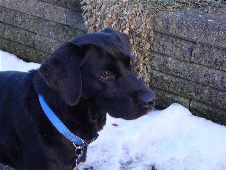 Labrador retriever Berry Wallstreet  - Velkommen til Berrys profil(;          billede 1