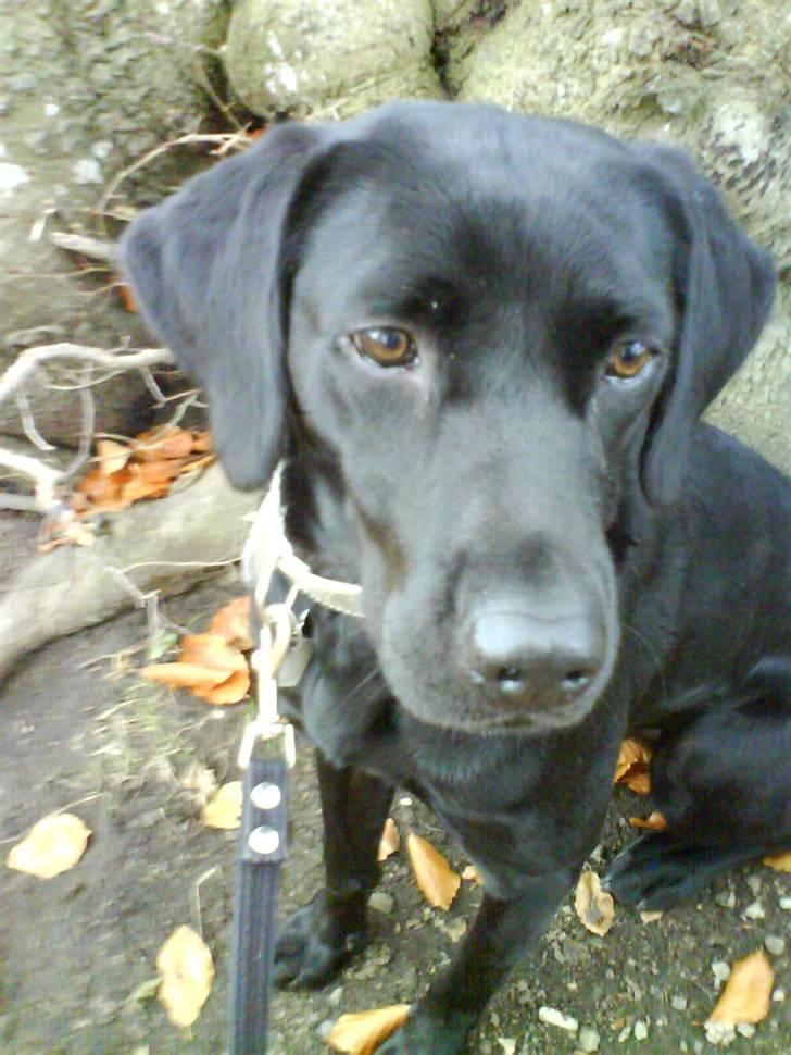 Labrador retriever Berry Wallstreet  - uf lækkerhed (: billede 2