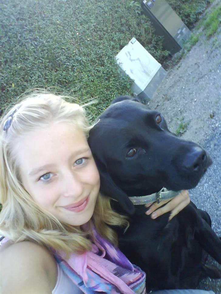 Labrador retriever Berry Wallstreet  - himlen har skyerne, heden har græsset og vi har hinanden! -For evigt min dreng! billede 3