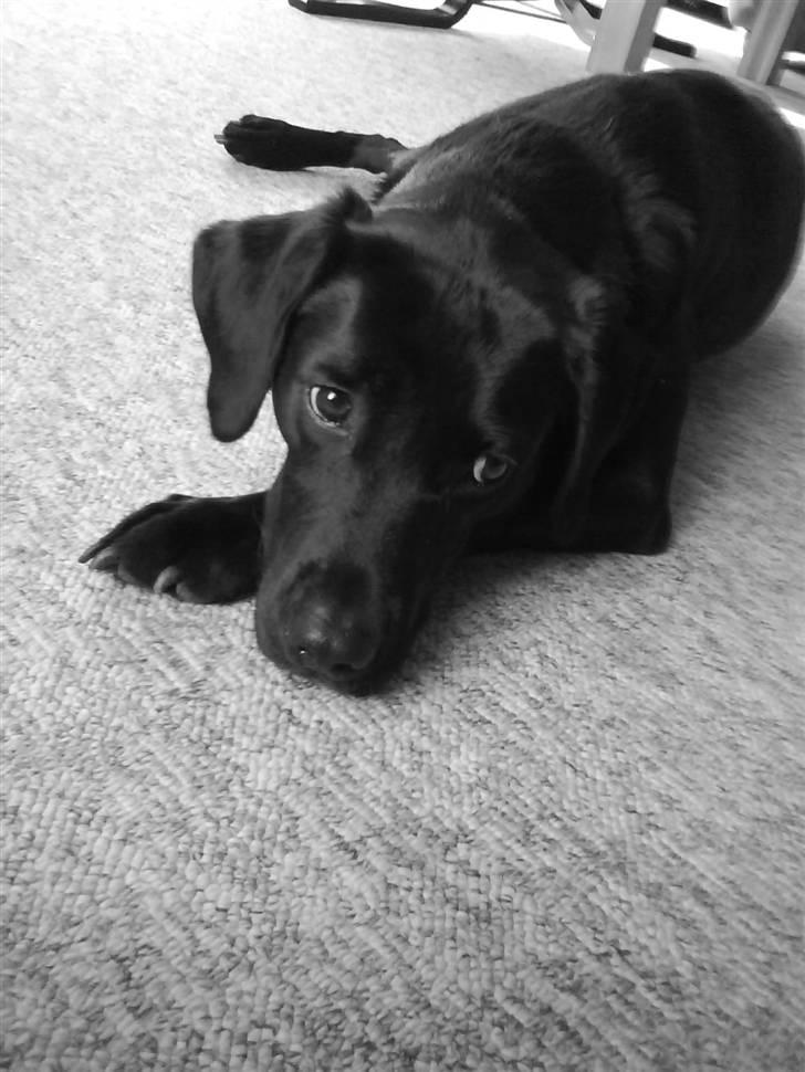 Labrador retriever Berry Wallstreet  - charme, selvtillid og lækkert hår (;  billede 4