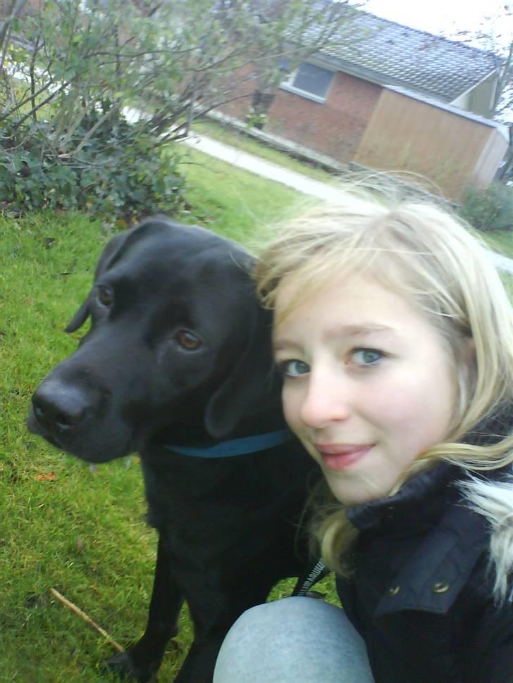 Labrador retriever Berry Wallstreet  billede 5