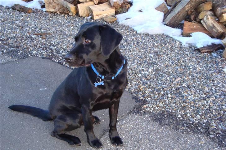 Labrador retriever Berry Wallstreet  - min dejlige dreng! billede 6