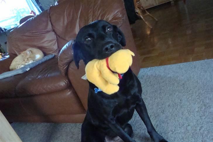 Labrador retriever Berry Wallstreet  billede 7