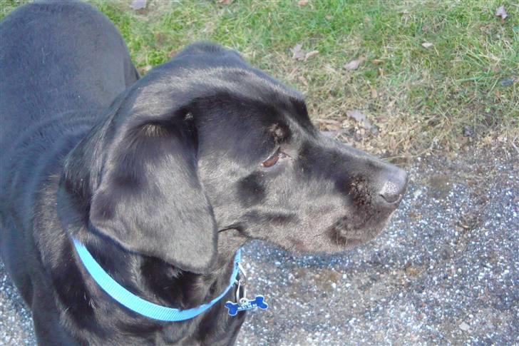 Labrador retriever Berry Wallstreet  - hvad er det? billede 8