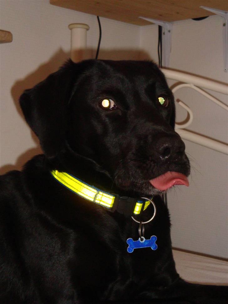 Labrador retriever Berry Wallstreet  - ej mor gå! -Så rækker jeg da bare tunge! :D billede 9