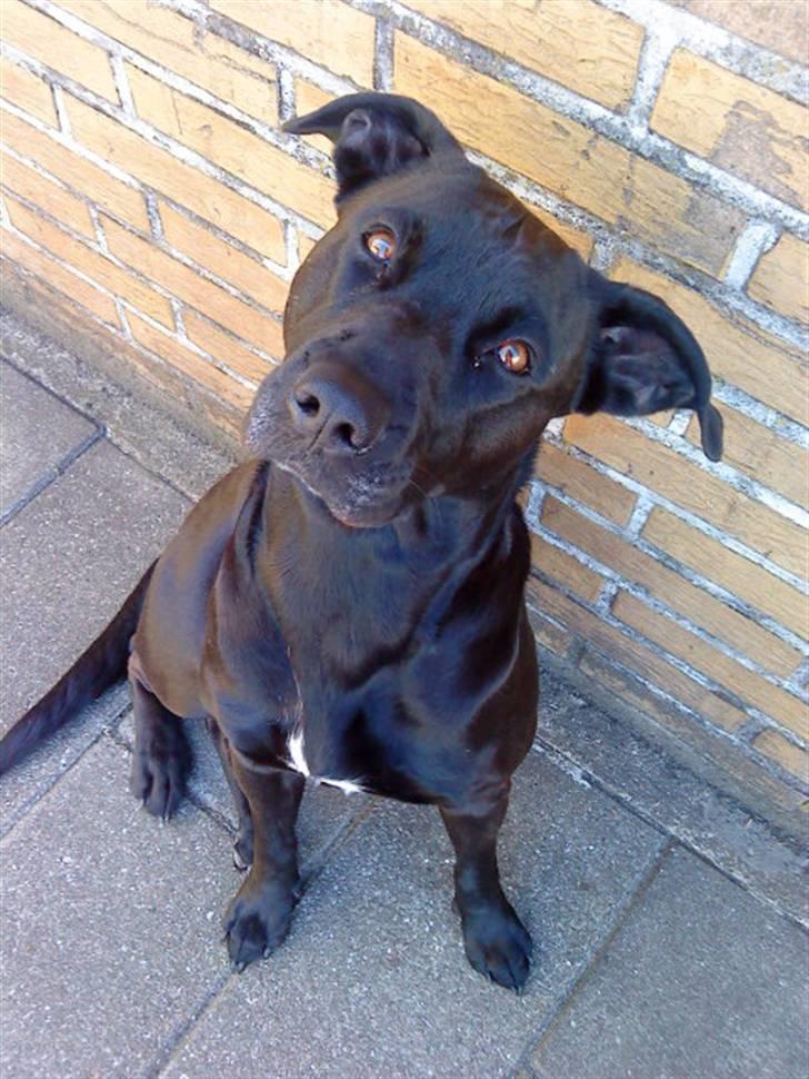 Blanding af racer Sponsi billede 1