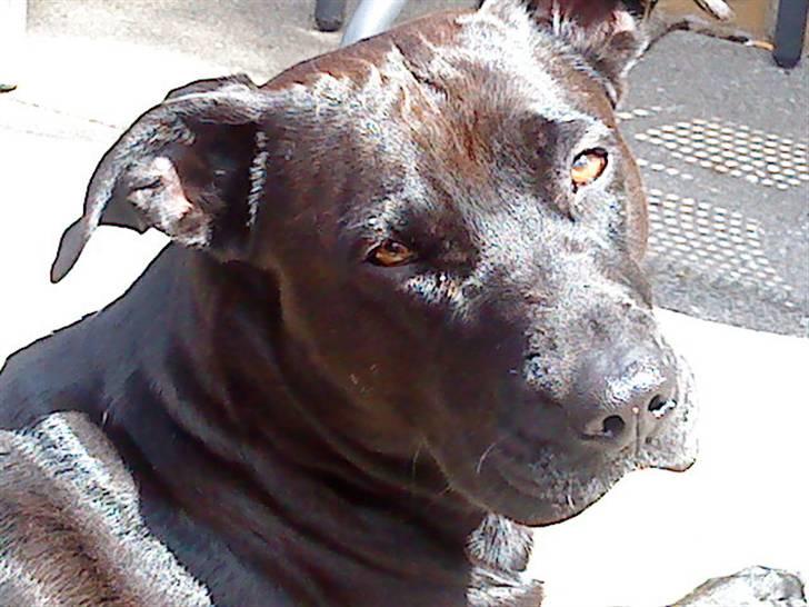 Blanding af racer Sponsi billede 13