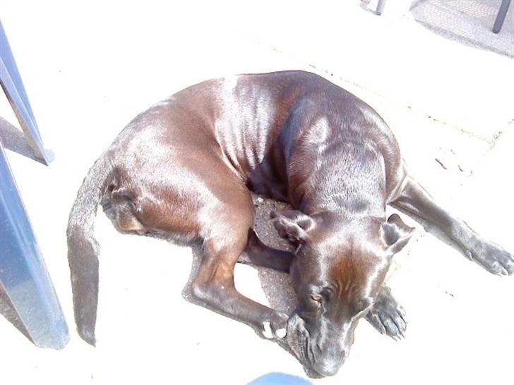 Blanding af racer Sponsi billede 14