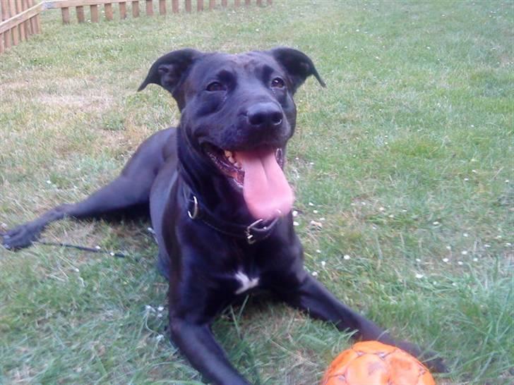 Blanding af racer Sponsi billede 15