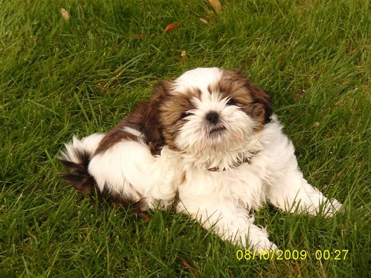 Shih tzu Lucca - LUCCA 5 uger. billede 2