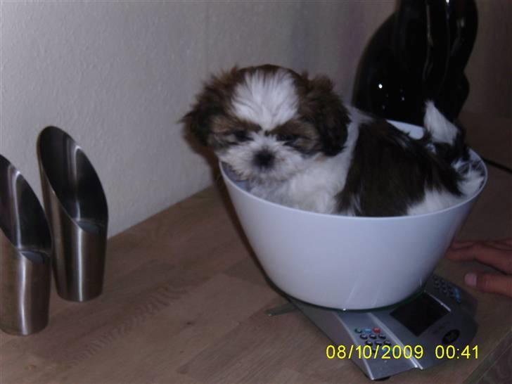 Shih tzu Lucca - Lucca 5 uger bliver vejet billede 3