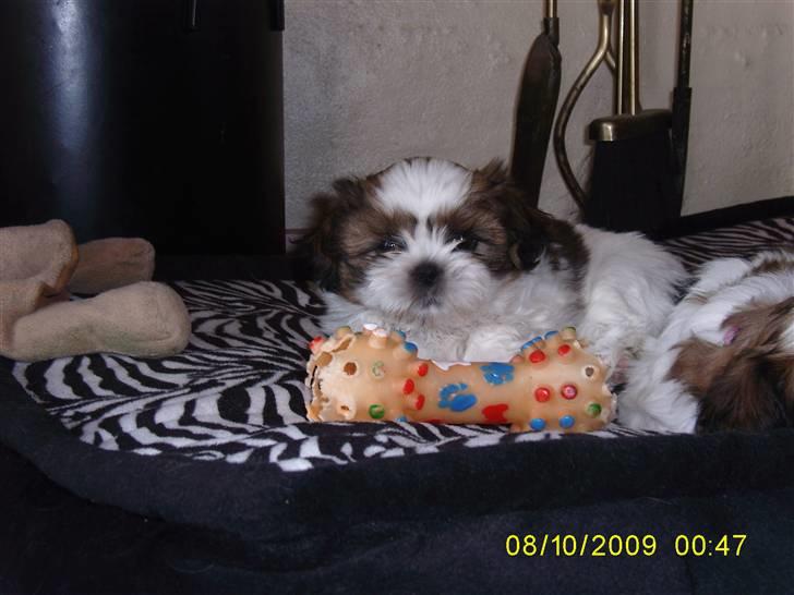 Shih tzu Lucca - oss 5 uger billede 4