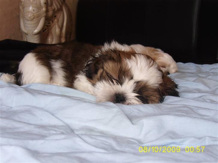 Shih tzu Lucca - jeg sover zzzzzzz.  billede 5