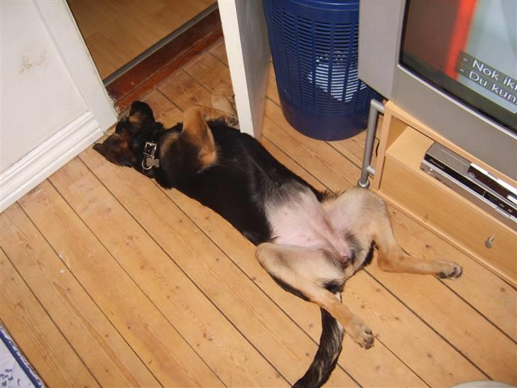 Blanding af racer - Margrethe - Her flader hun sku lige ud - 19 uger gammel billede 13