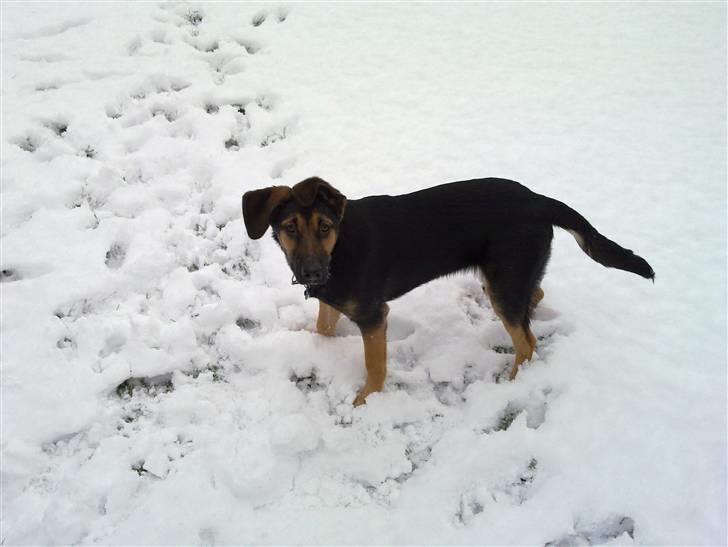Blanding af racer - Margrethe - Kan rigtig godt li det sne der, NÅ! - 23 uger gammel billede 14