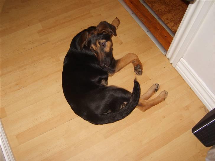 Blanding af racer - Margrethe - Hvad sker der lige? - 19 uger gammel billede 15