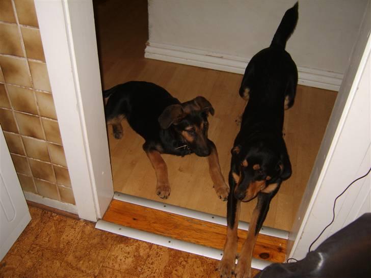 Blanding af racer - Margrethe - Margrethe med sin gode ven Balter (Rottweiler og Labradore) - 19 uger gammel billede 16