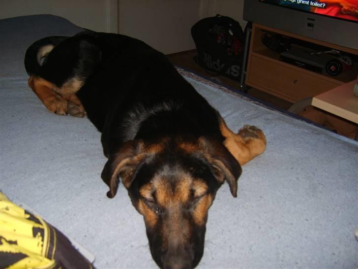 Blanding af racer - Margrethe - Putte i sengen. Det gør hun nogle gange, faktisk rimelig tit :) - 19 uger gammel billede 17