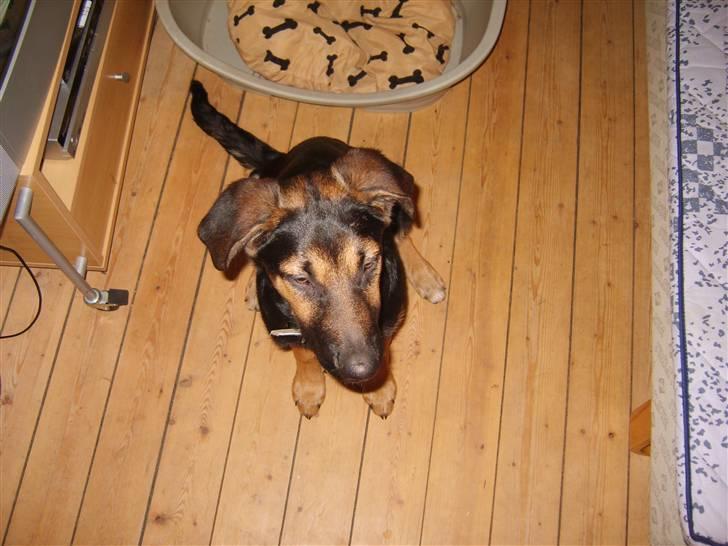 Blanding af racer - Margrethe - Sidder pænt da! - 19 uger gammel billede 18