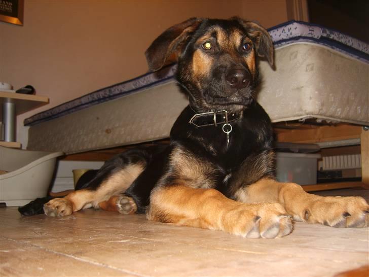 Blanding af racer - Margrethe - Store flotte hund!!! - 19 uger gammel billede 19