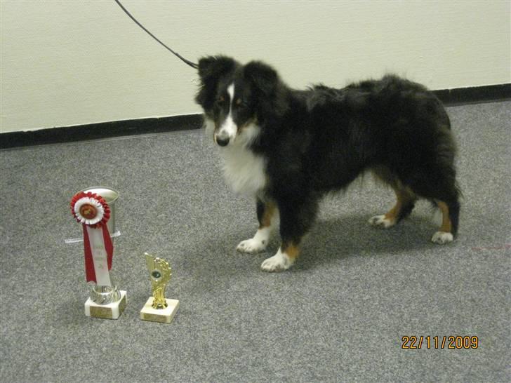 Shetland sheepdog Joey  - Alt sammen fra barn og hund i Køge ;) Den store - Vandrepokal billede 9