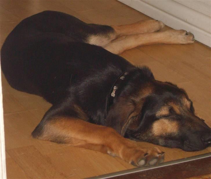 Blanding af racer - Margrethe - Godnat siger Margrethe! :) - 19 uger gammel billede 20