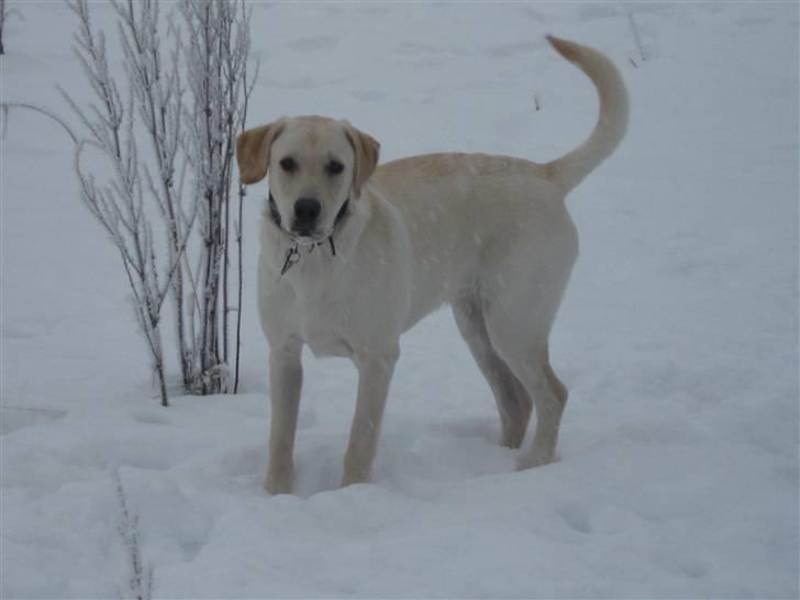 Labrador retriever Buller - "Sagde du noget" billede 3