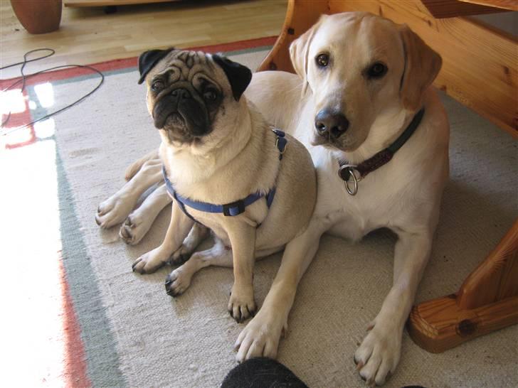 Labrador retriever Buller - Ferie gæsten Pearlina billede 4
