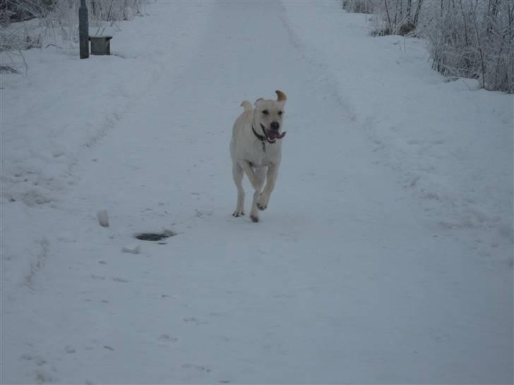 Labrador retriever Buller - Sne, jah hvem kommer først billede 5