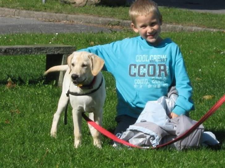Labrador retriever Buller - Mathias bedste lege kammerat eller er det omvendt? billede 6