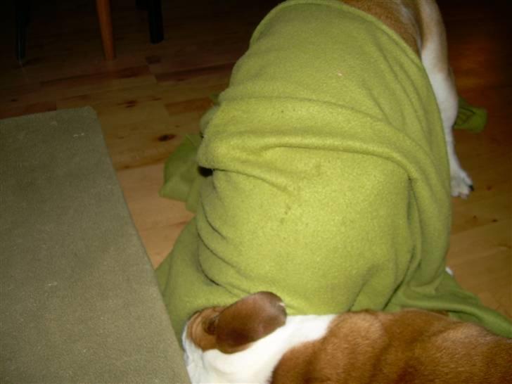 Engelsk bulldog Whiskey - z Mostowego Sadu - Den kutteklædte hævner går til angreb!  billede 6