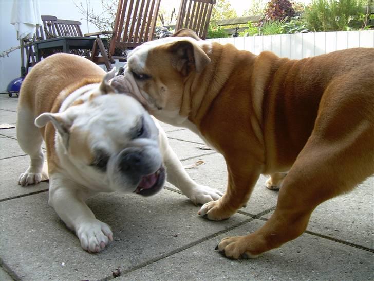 Engelsk bulldog Whiskey - z Mostowego Sadu billede 7