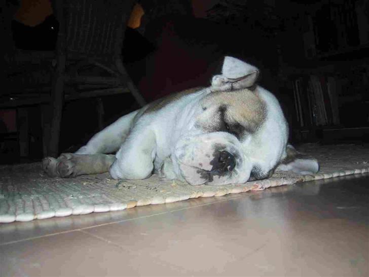 Engelsk bulldog Whiskey - z Mostowego Sadu billede 8